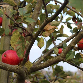 Orchard With Apples For Cider Vinegar Pressing